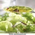 All-Purpose Vinaigrette
