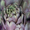 Artichoke Dip