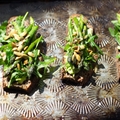 Avocado Asparagus Tartine