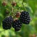 Blackberry Jam