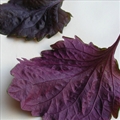 Shiso Rice
