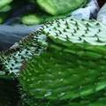 Cooking with The Prickly Pear Cactus