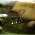 Escarole and Bean soup