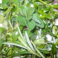 Fresh  Herbs (Rosemary, Lemon Thyme and Terragon)