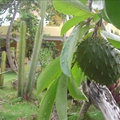 Guanabana (soursop) Smoothie