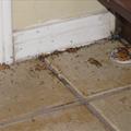 High-protein Peanut Butter Boric Acid Ant Bait