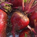 Honey Dijon Roasted Beets