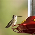 Hummingbird Food