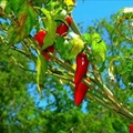 Jalapeno Salsa