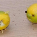 Lemony Pigs