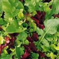 Mixed Greens
