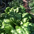 Mustard Greens Soup