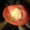 Northen Cali Style Pickled Eggs 