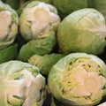 PLAIN JANE STEAMED BRUSSELS