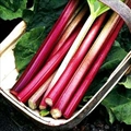 Rhubarb Cake