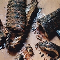 Sticky Balsamic Ribs