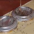 Sweet Sugary Boric Acid Ant Bait
