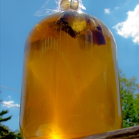 Green Sun Tea Green Sun Tea