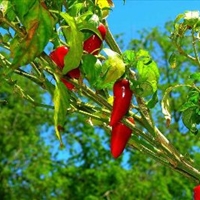 Jalapeno Salsa