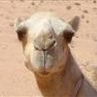 Main - Stuffed Camel