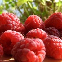 Raspberry Maple Bibb Salad Raspberry Maple Bibb Salad