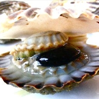 Steamed Taylor Bay Scallops in a Spicy Caper Zupetta Steamed Taylor Bay Scallops in a Spicy Caper Zupetta