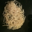 All Purpose Gluten Free Noodles All Purpose Gluten Free Noodles