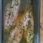 Baked Flounder Fillets in Lemon-Soy Vinaigrette Baked Flounder Fillets in Lemon-Soy Vinaigrette