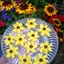 Black-Eyed Susan Cookies Black-Eyed Susan Cookies