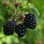 Blackberry Jam Blackberry Jam