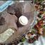 Buche de Noel (Yule log cake ) Buche de Noel (Yule log cake )
