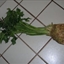 Celery Root Remoulade Celery Root Remoulade