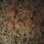 Chinese Shrimp Fried Rice Chinese Shrimp Fried Rice