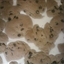 Chocolate Chip Dessert Treat