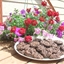Chocolate Chocolate Chip Cookies