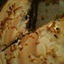 Chocolate Coconut Cream Pie Chocolate Coconut Cream Pie