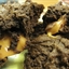 Chocolate Rolo Cookies