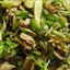 Chop Suey
