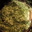 Classic Creamed Spinach