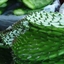 Cooking with The Prickly Pear Cactus