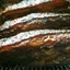 Crispy Pork Belly with a Twist Crispy Pork Belly with a Twist