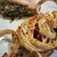 Crunchy Onion Rings (1 Pt.) Crunchy Onion Rings (1 Pt.)