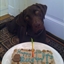 Dog Birthday Cake Dog Birthday Cake