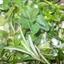 Fresh  Herbs (Rosemary, Lemon Thyme and Terragon)