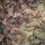 Garlic Chicken Stir-Fry