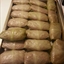 GRANDMA'S CABBAGE ROLLS