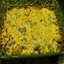 Grandmothers Favorite Eggplant Casserole