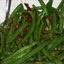 Green Beans with Bacon-Balsamic Vinaigrette Green Beans with Bacon-Balsamic Vinaigrette
