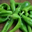 Green Chile Stew
