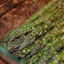 Grilled Asparagus